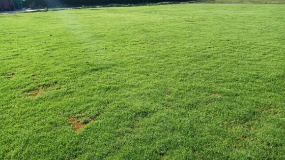 Korean Lush Green Grass Rolls in Delhi-NCR – Premium Green for Premium Spaces