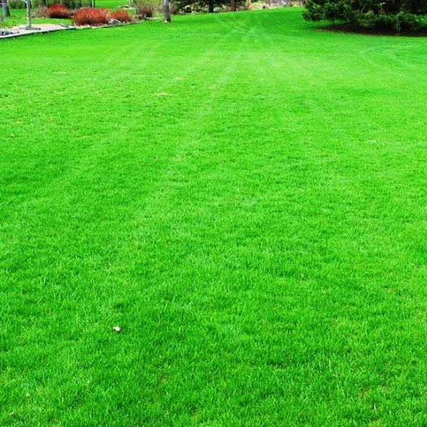 Maxican Lush Green Grass Rolls Now in Delhi-NCR – Instant Greenery, Lasting Beauty