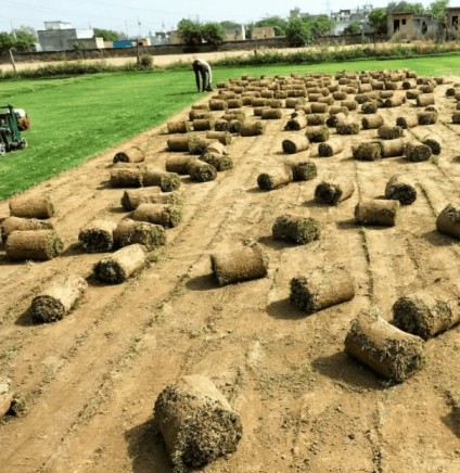 Transform Your Lawn with Nilgiri Lush Green Grass Rolls in Delhi-NCR