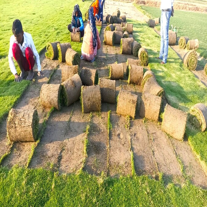 NILGIRI GRASS